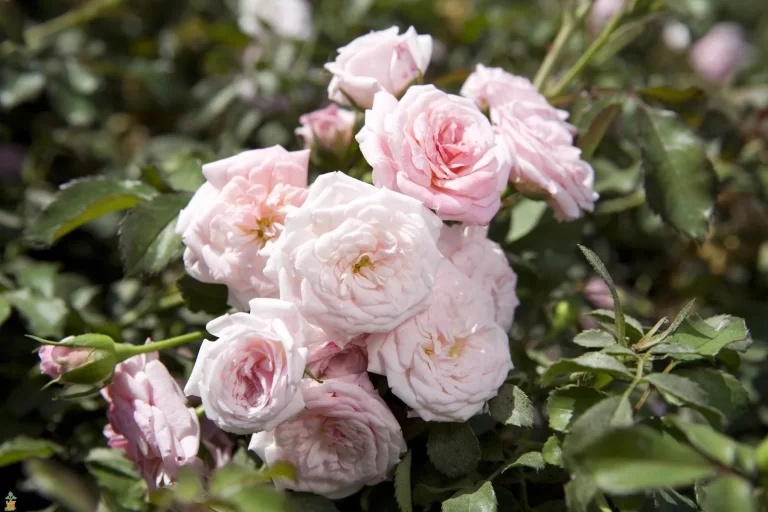 Den oöverträffade elegansen hos Drift Roses: En djupdykning i dess skönhet och vård