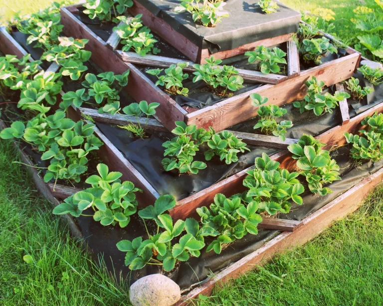 Kvadratfots trädgårdsarbete: Maximera ditt trädgårdsutrymme