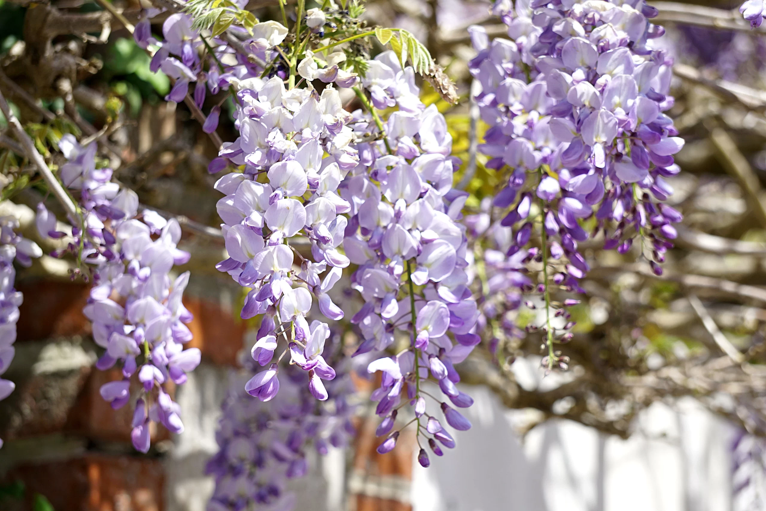 amerikansk wisteria odling och skötsel