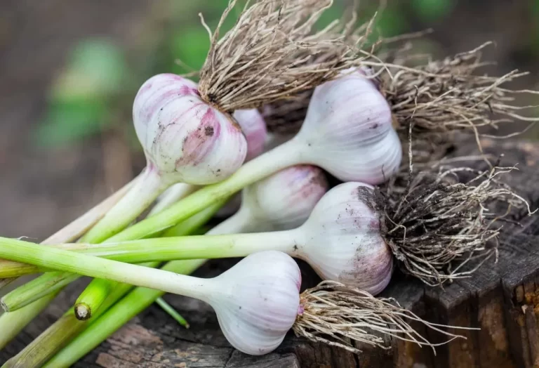 Odla fantastisk vitlök