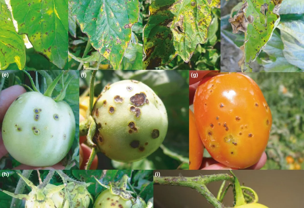 blomröta i trädgården