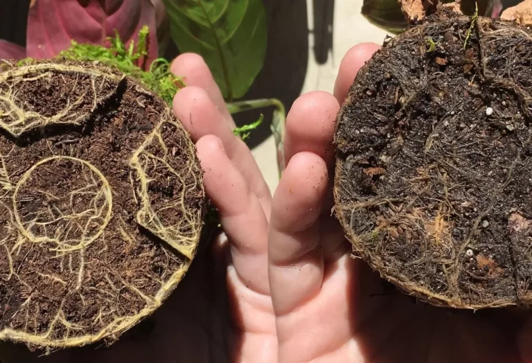 Behandling av Rotröta