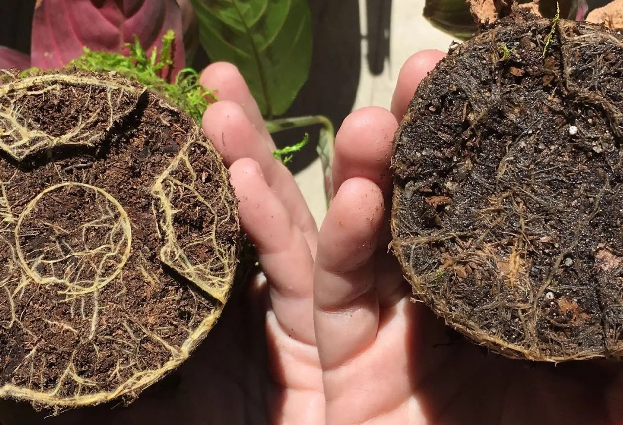 Behandling av Rotröta