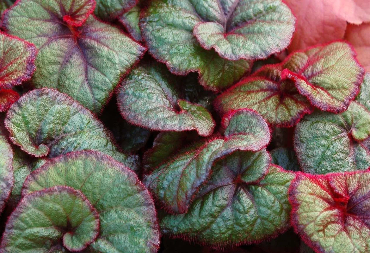 Odla Beefsteak Begonia