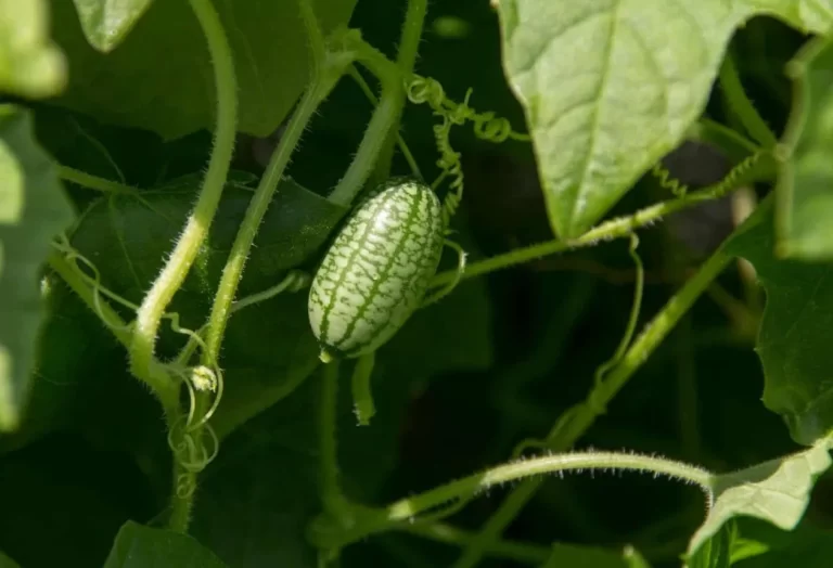 Odling av Kucameloner