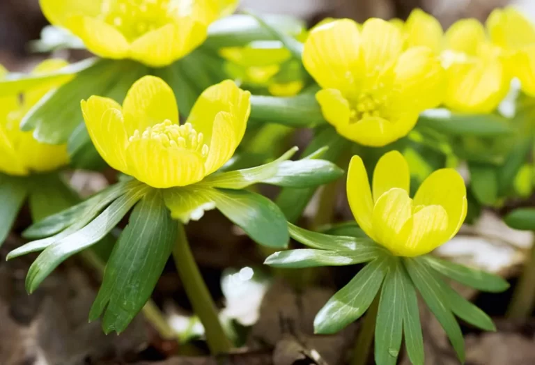 Välkommen till Winter Aconite