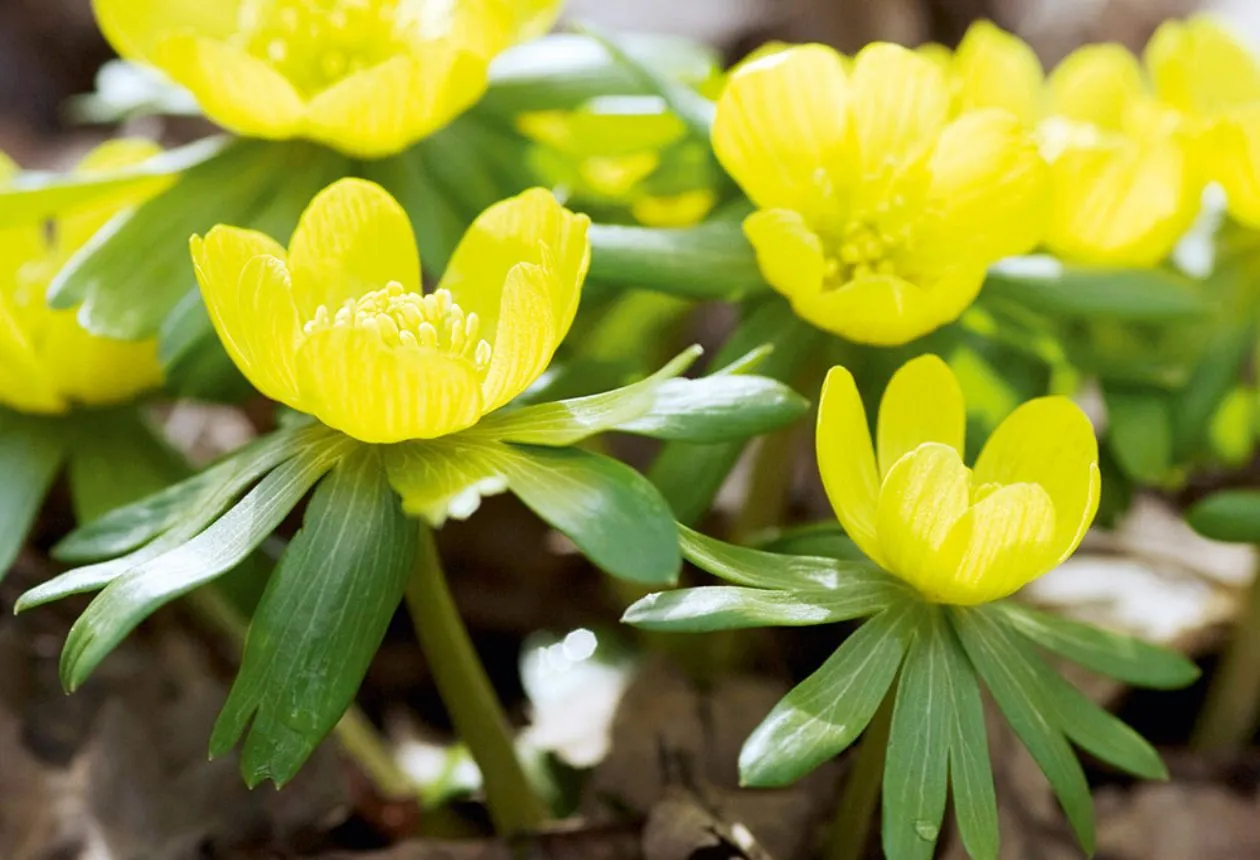 Välkommen till Winter Aconite