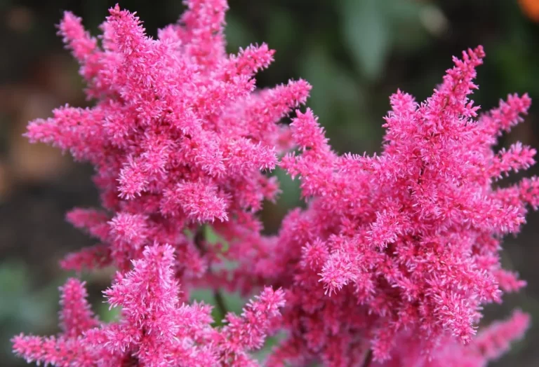 Astilbe växter