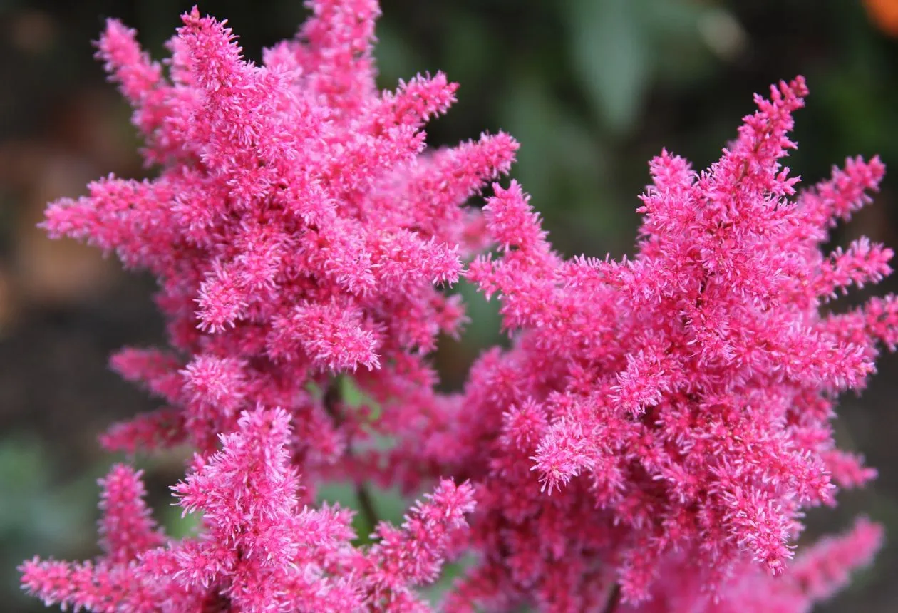 Astilbe växter