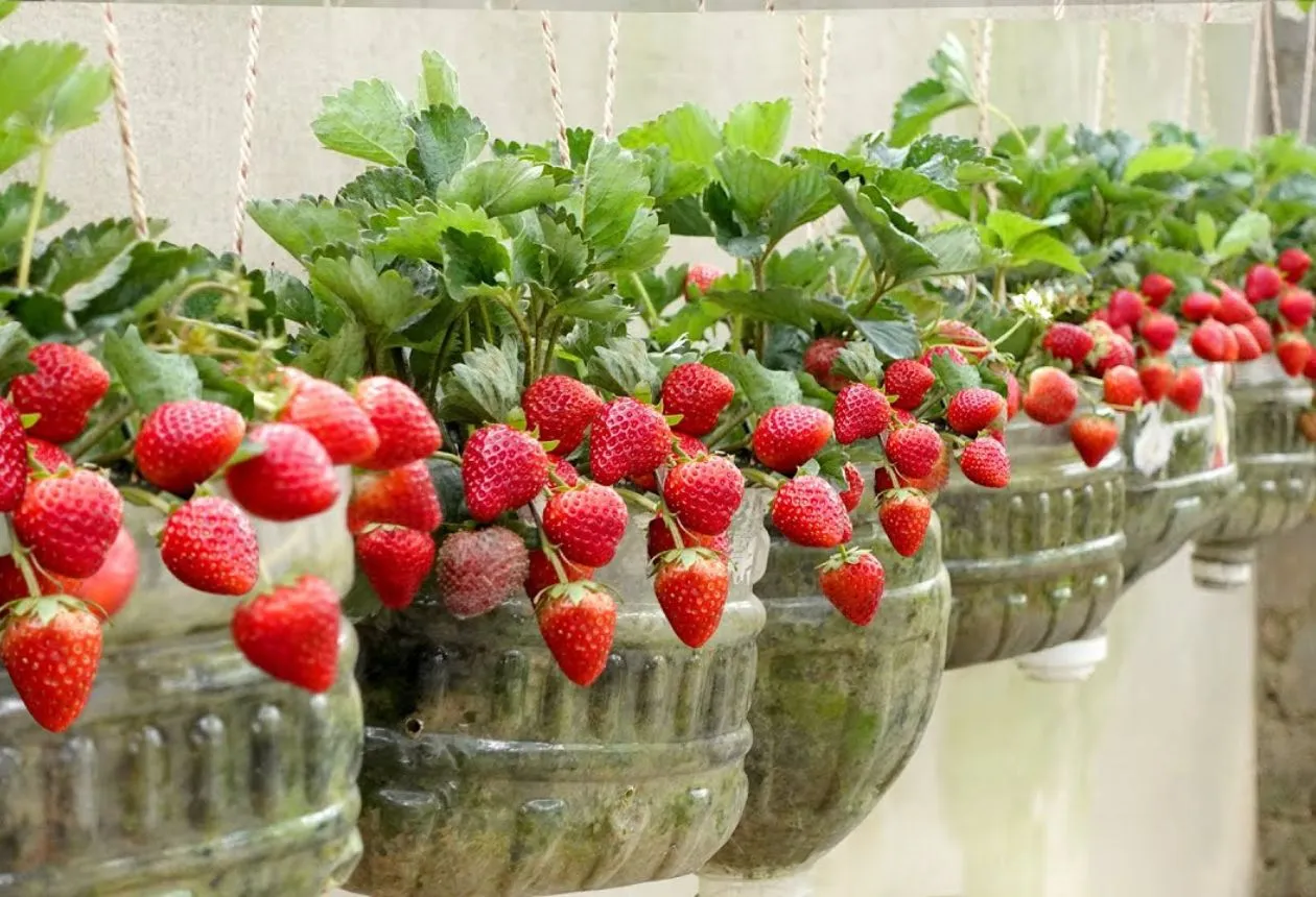 odla jordgubbar hemma
