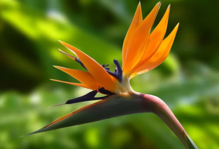 Odla paradisfågelblommor