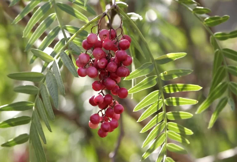 Peruanska rosa pepparkorn