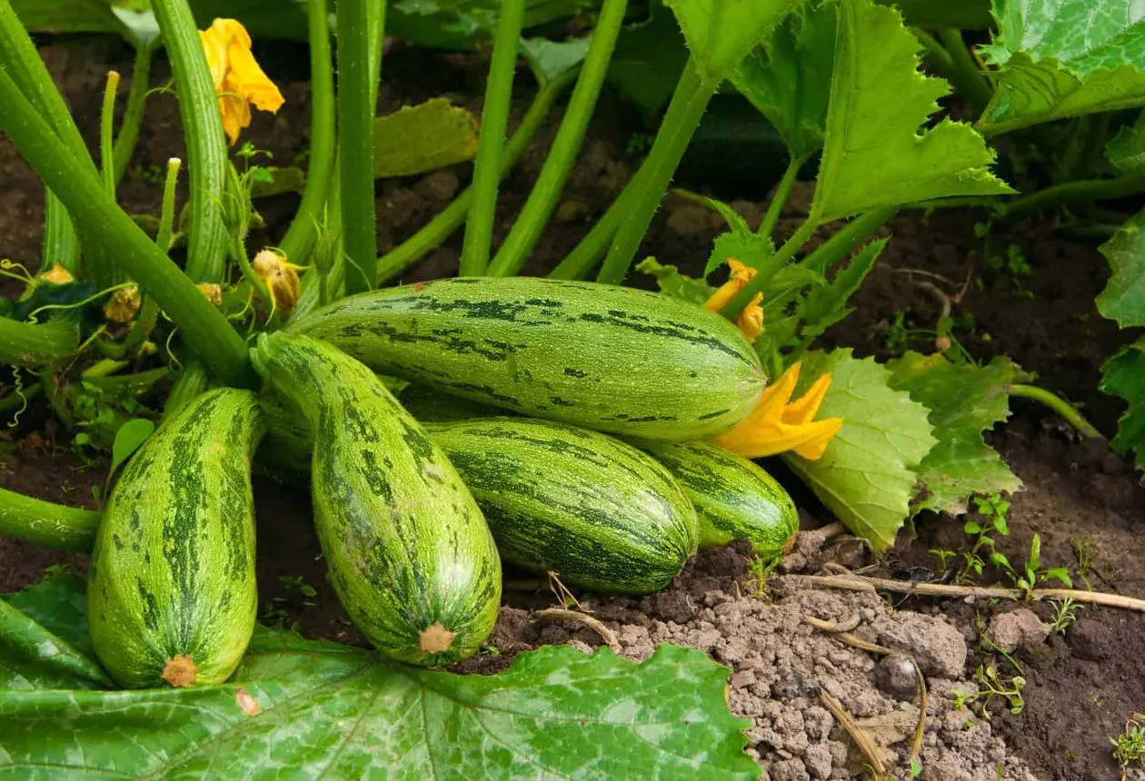 odling av zucchini
