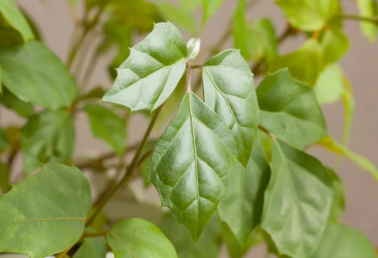 Odla Druvsmörblomma Inomhus