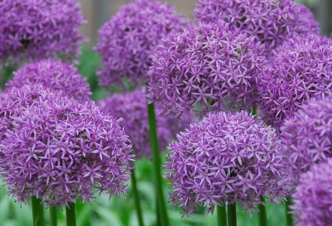 Allium