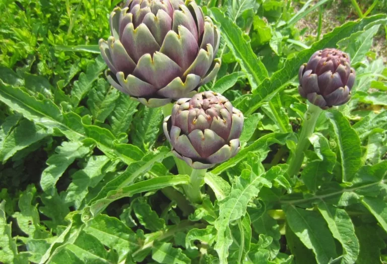 kronärtskockskultivarer