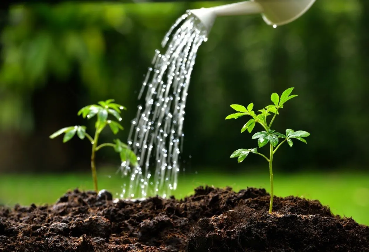 Hållbar trädgårdsskötsel