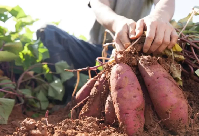 skörda och förvara sötpotatis