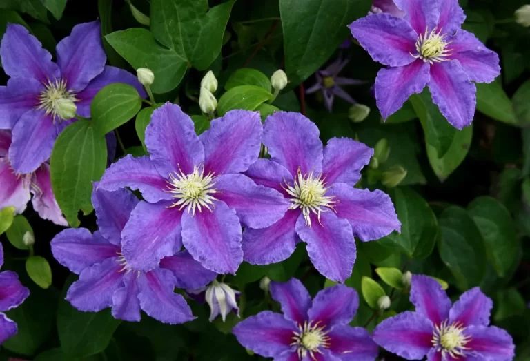 klätterväxt Clematis