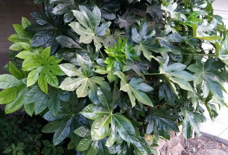 Odling av Fatsia från frön