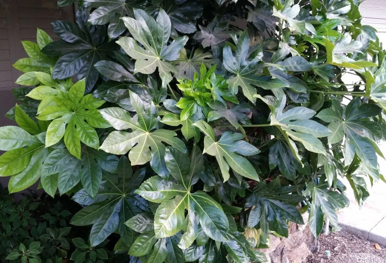 Odling av Fatsia från frön