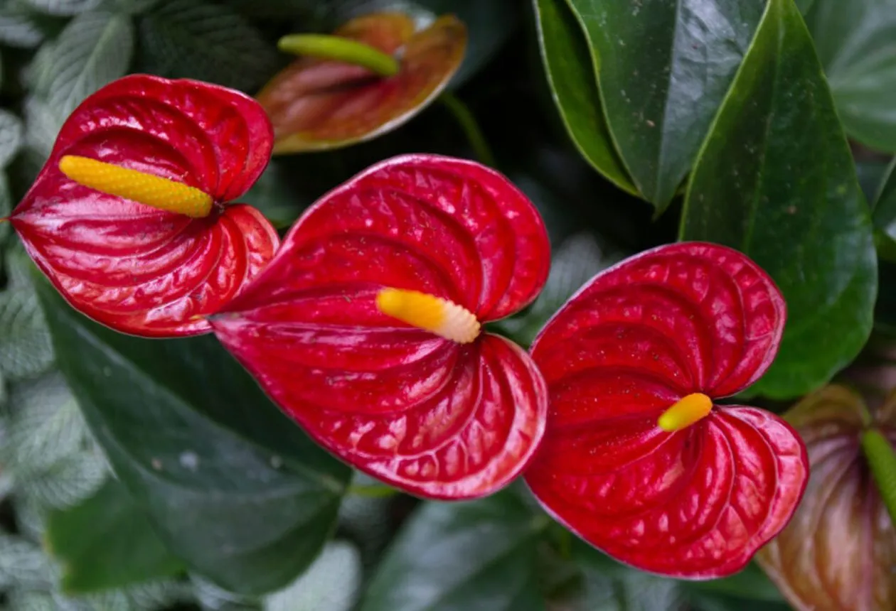 Anthurium växter