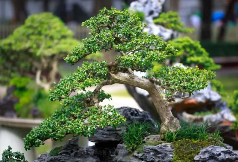 Bonsai omplantering