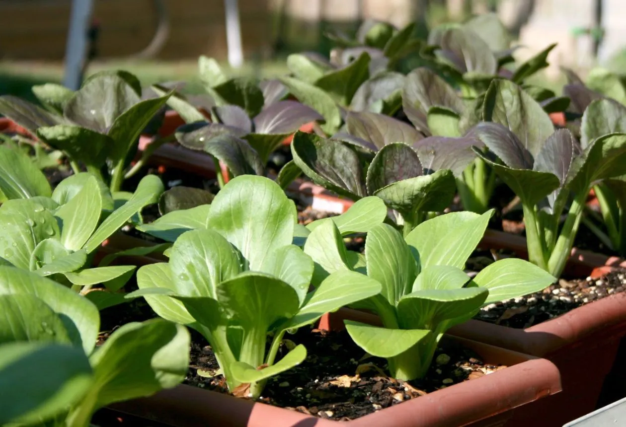 Odla Bok Choy