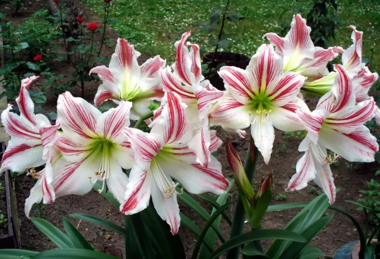 amaryllis skötsel