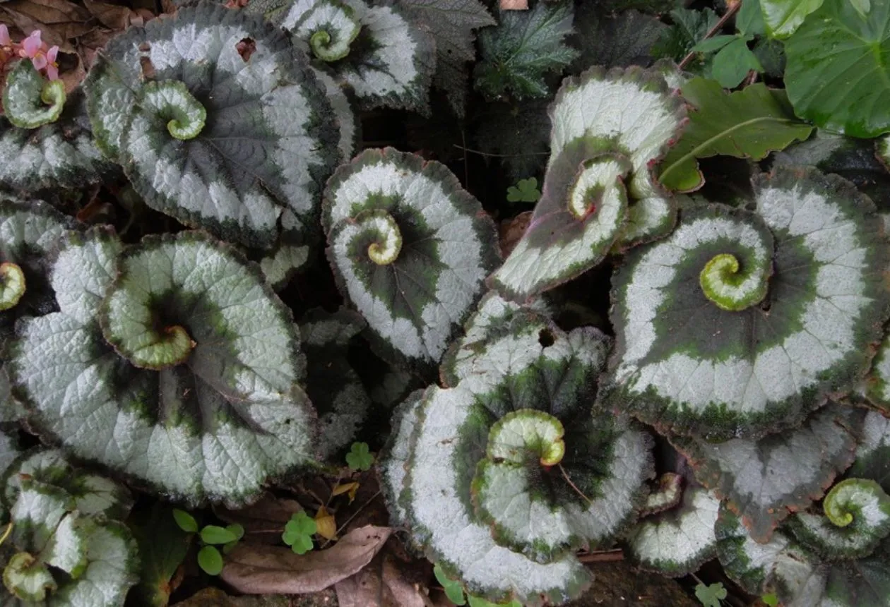 Escargot Begonia