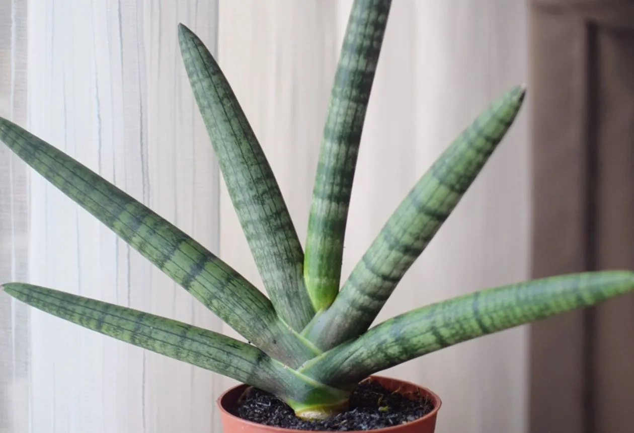 Sansevieria Cylindrica