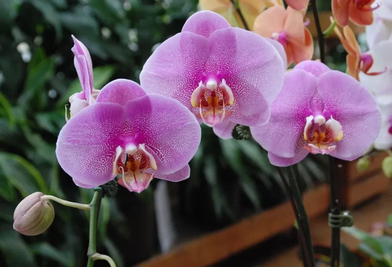 återblomning av orkidéer