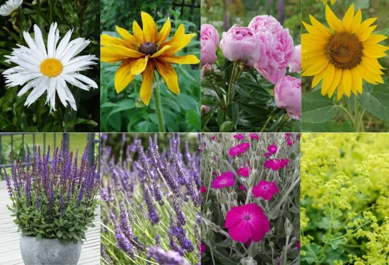 Sommarblommande perenner