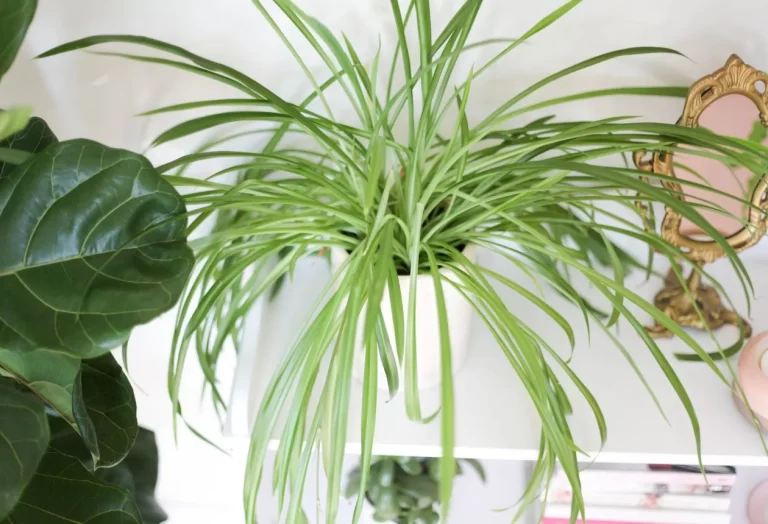 Förökning av spindelväxter