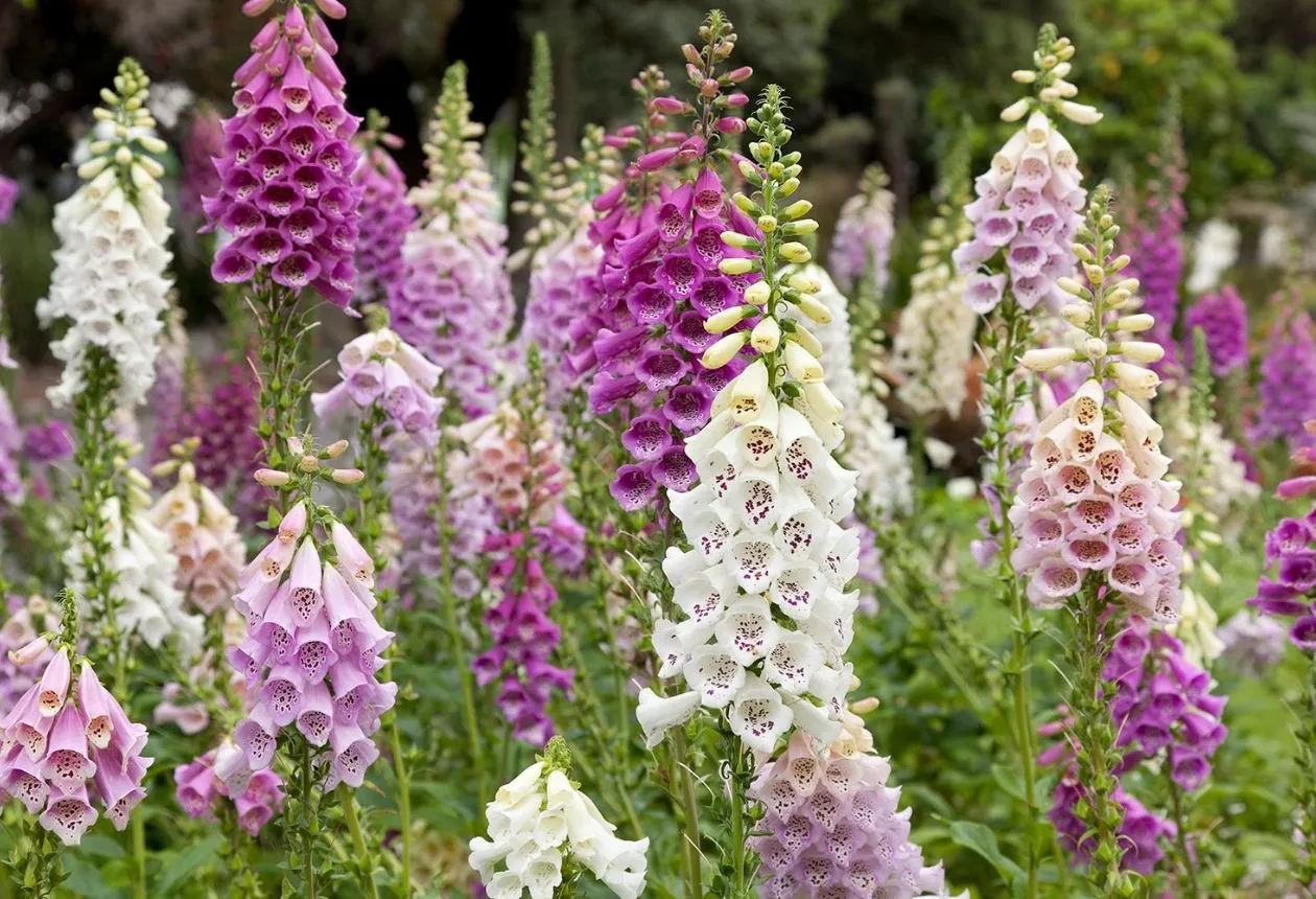 Biennala växter och blommor