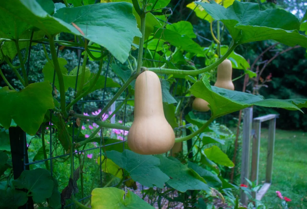 Butternut Squash