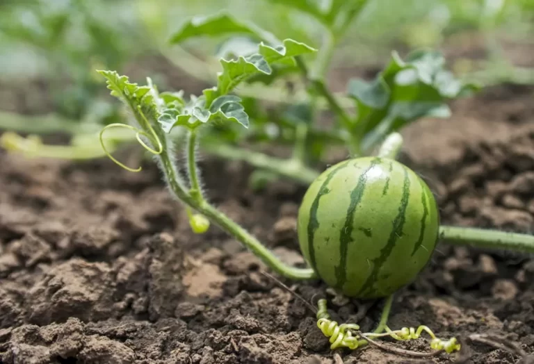 Vattenmelon följeslagare växter