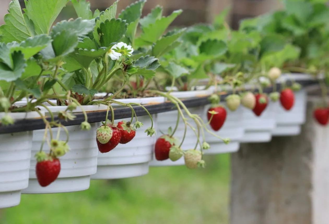 Vita jordgubbar