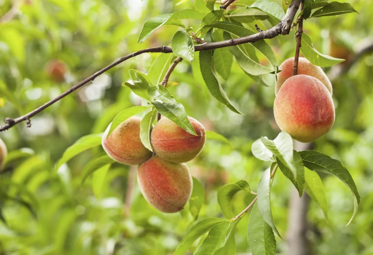 odla persikoträd