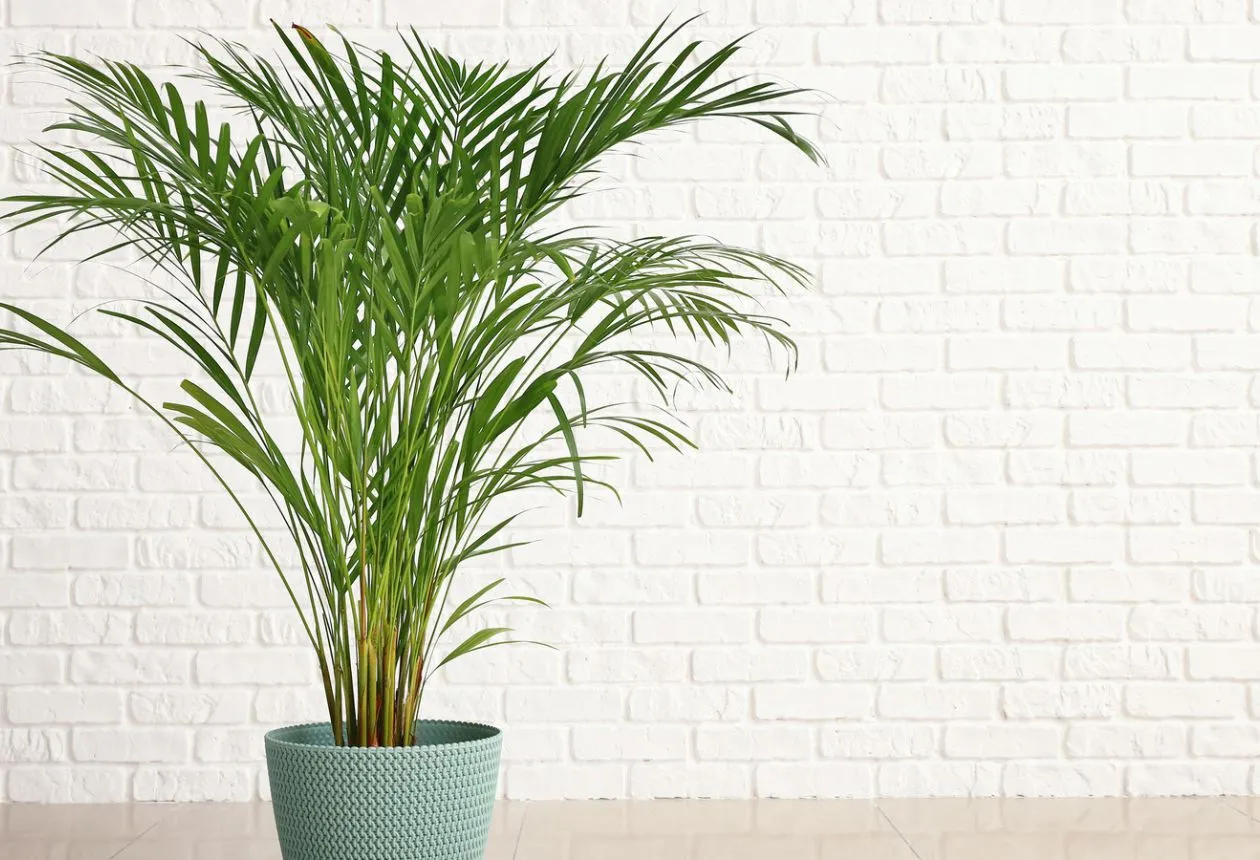 Odling av Areca-palmer