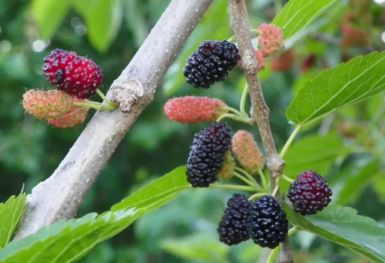 Odling av Mullbärsträd