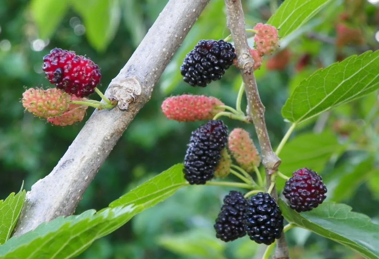 Odling av Mullbärsträd