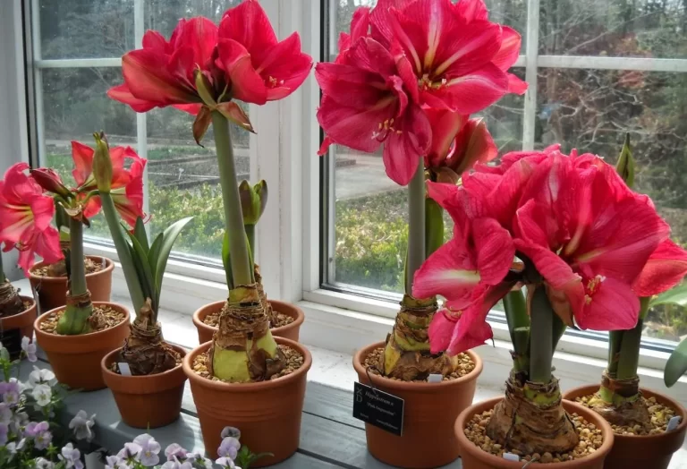 Amaryllis omplantering