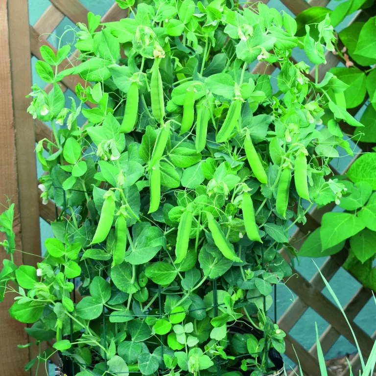 Hur man odlar ärter i en behållare från frö till skörd: En Guide