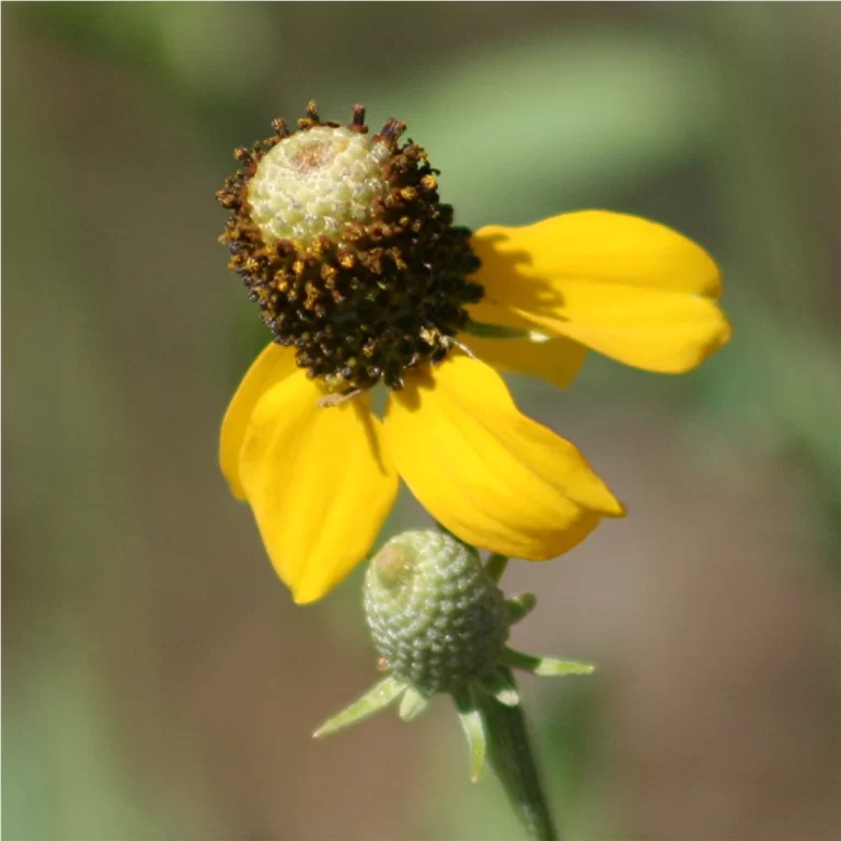 Den Ultimata Guiden till Växande Ratibida columnifera: En Prärie Skönhet