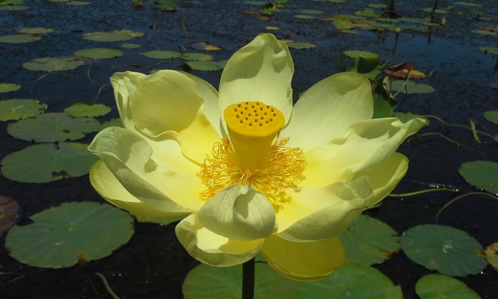 Nelumbo lutea