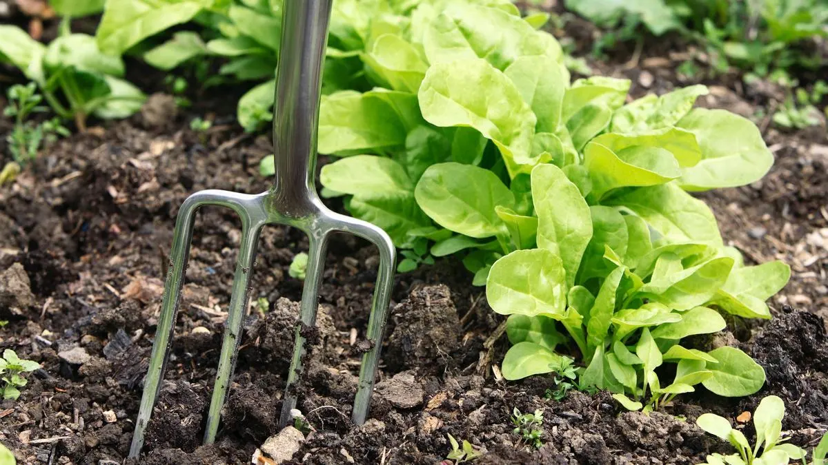 Trädgårdsarbete för nybörjare