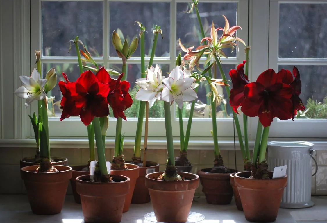 plantera amaryllis i kruka