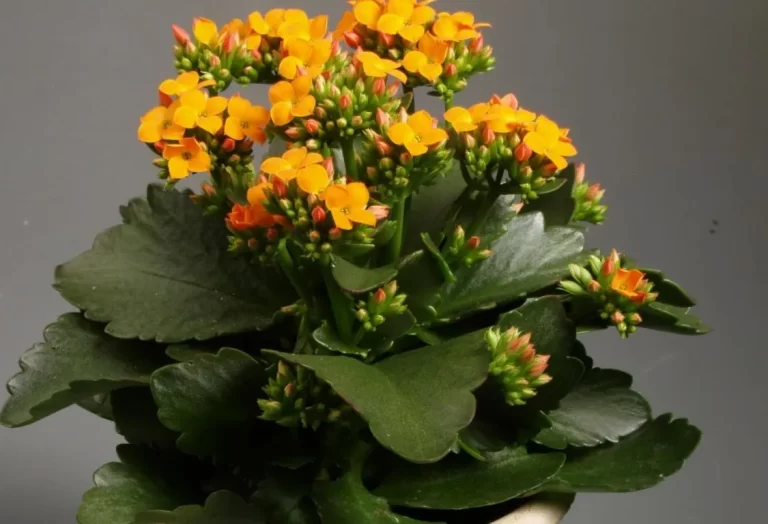 Plantera Kalanchoe