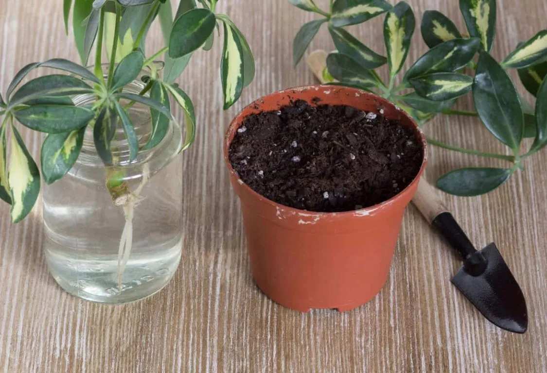 odla växter från stamkuttningar